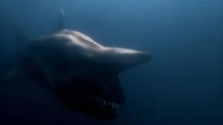 Malibu Shark Attack (Part 1)