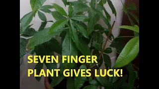 SEVEN FINGER PLANT OR MONEY PLANT BRING GOOD LUCK!