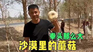 沙漠里长蘑菇你见过吗？20分钟挖了半箩筐，这种蘑菇又嫩又好吃【楼兰阿宁】