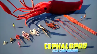 Cephalopod Size 3D Comparison | (60 fps)