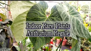 How to Care & Cultivate Anthurium Regale (Indoor Rare Plants)