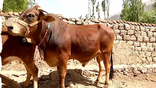 beautiful Village Bull and beautiful cow || Village Animals ||