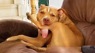 You will have TEARS IN YOUR EYES FROM LAUGHING 🤣🤣🤣 The FUNNIEST DOGS compilation 2022