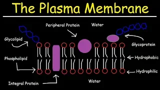 Fluid Mosaic Model of the Plasma Membrane - Phospholipid Bilayer