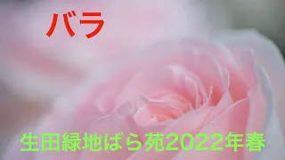 生田緑地のバラ苑 2022春