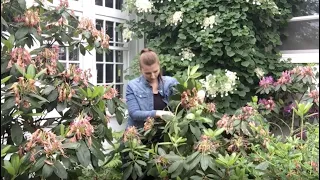 ✂️ ~ How to Prune Rhododendrons ~ ✂️