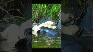 Otter vs Turtle | 🦦 vs 🐢 #otter #shorts #turtle