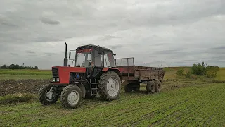 🇺🇦 Попри війну ми працюємо//   Розкидаємо органічні добрива (гній) під оранку// МТЗ 826 та РОУ 6.