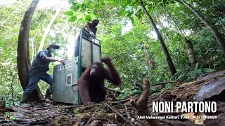 10 More Orangutans Released Back into the Forest