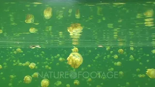 Unique! Millions Of Jellyfish Inside Jellyfish Lake, Palau. Camera Pans Up Through The Calm Water...