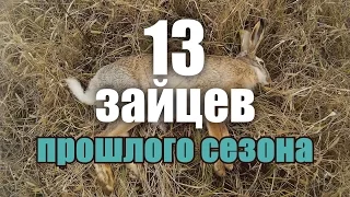 Охота на зайца - Лучшие моменты - Трофеи, выстрелы, работа собаки / Hare hunting best moments