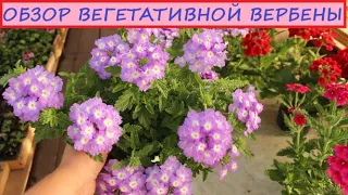 Уход и формировка Ампельной Вегетативной Вербены для красивого габитуса и пышного цветения все лето!