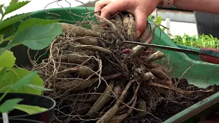 How to split dahlia tubers - Plantpassion