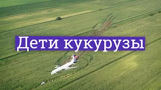 А 321 emergency landing in a cornfield. What could the flying heroes hide?