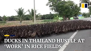 Ducks in Thailand hustle at “work” in rice fields