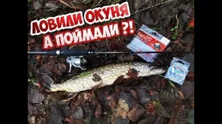 Ловили ОКУНЯ, а ПОЙМАЛИ ??!