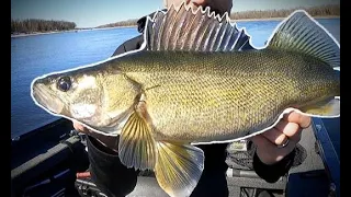 Early Season Walleyes on the Rainy River