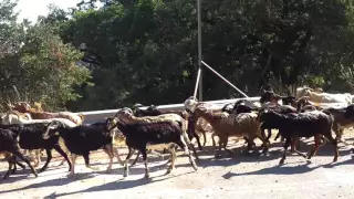 Βγηκαν τα γιδια απ'το μαντρι!Λευκαδα 14/8/2016