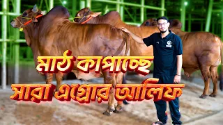 Sara Agro তে কৃষিকথা টিম চলছে  কোরবানির গরু বেচাকেনা