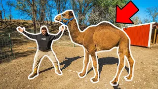 I Bought a GIANT CAMEL for My BACKYARD FARM!!! (Bad Idea?)