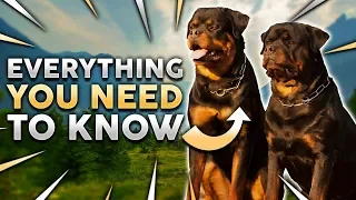 ROTTWEILER 101! Everything You Need To Know About Owning a Rottie Puppy