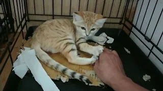 Taming Sand Cats