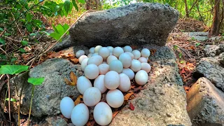 wow wow unique! a female fisherman pick a lot of duck eggs on a large rock in the forest