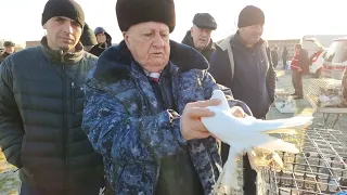 Голуби цены Птичий рынок г Беслан