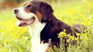 Learn all about the Greater Swiss Mountain Dog and why they could be your perfect pet!