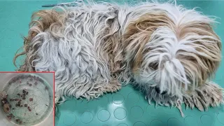 This Matted Dog Had Tons Of Ticks