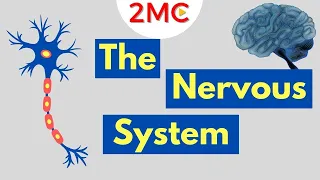 What is the Nervous System | Nervous System Basics