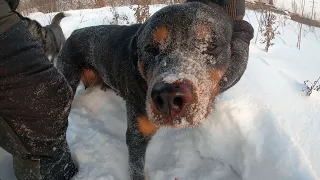 Ротвейлер впечатал Хаски в снег. Неожиданная драка! Жизнь с собаками. 2 часть.