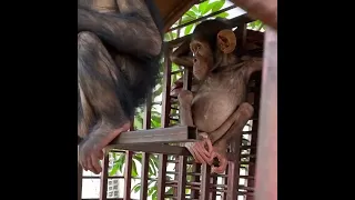 We rescued all these #primates from #cages that day. #animalrescue #chimpanzee