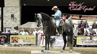 Caballo ganador de baile en la Feria del Caballo Español Mayo 2018