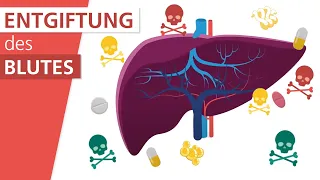 Wie funktioniert die Leber? | Stiftung Gesundheitswissen