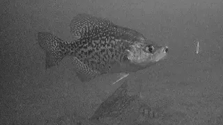 CRAPPIES! Ice Fishing Late Ice (LOTS OF ACTION)