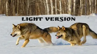 Охота на волка. Март 2021.Light version./Wolf hunting. March 2021.