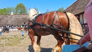 Østjysk hestevogn kørsel ved Glud Museum i Glud ved Horsens