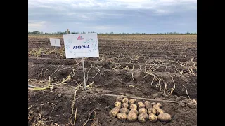 Всеукраїнський день картоплі 2020. Який сорт в цьому році продемонстрував найкращу врожайність?