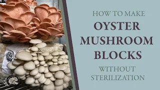 How to Make your own Oyster Mushroom Grow Blocks WITHOUT Sterilization