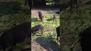 На Полтавщині розводять диких кабанів🐗