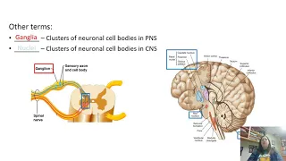 Nervous Tissue Part 1