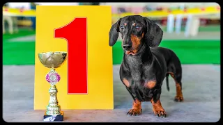 Always Best In Show! Cute & funny dachshund dog video!