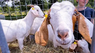 Bringing Home The Goats