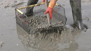 Film  vidéo de pêche Bretagne: "Coquillages et crustacées" Réalisation André https://www.espern.bzh