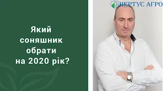 Який соняшник обрати?