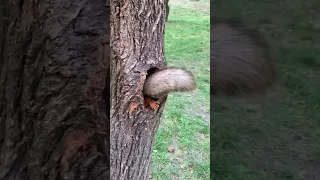 Белка в дупле 🐿 Squirrel in a hollow tree