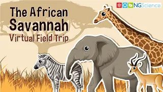 The African Savannah – Virtual Field Trip