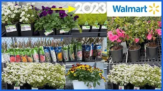 🌷 WALMART MARCH INVENTORY 2023 | VIOLA | BARE ROOT ROSES | SEDUM PLANT | CANDY TUFT 🍀