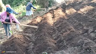 Cara membuat bedengan untuk tanam JAHE MERAH pola tanam tunggal, hasil melimpah??